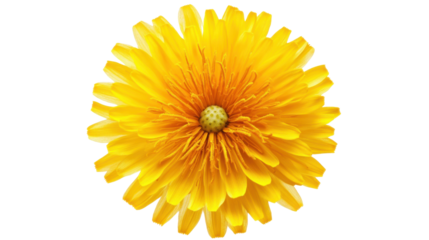 Yellow flower on transparent background
