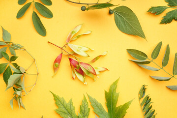 Composition with different plant branches on color background