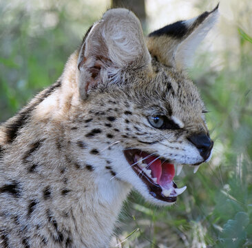 Close-up of a hissing African Wildcat (Felis lybica), Kruger National Park, Limpopo, Mopani, South Africa