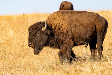 Fototapeta premium Bison