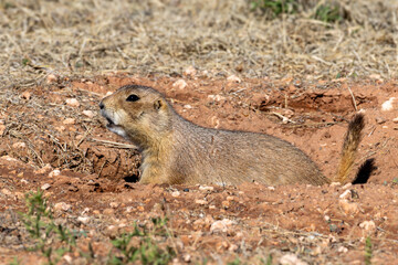 Prairie Dog