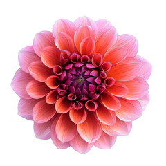 Fototapeta premium Vibrant dahlia flower in shades of pink and orange on a transparent background showcasing its delicate petals and intricate structure, dahlia flower isolated on transparent background