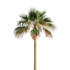 A solitary palm tree stands tall against a plain transparent background, evoking a sense of tropical tranquility, palm tree on transparent background