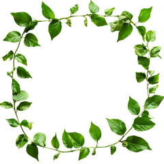 Fototapeta premium A frame of vibrant green leaves on a clean transparent background, perfect for naturethemed designs and creative projects, Green Leaves Frame on transparent background