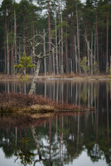 A solitary dead tree stands in a swamp, with a calm swamp lake reflecting the surrounding environment and a dense forest visible in the distant background, showcasing the beauty of untouched wetlands.