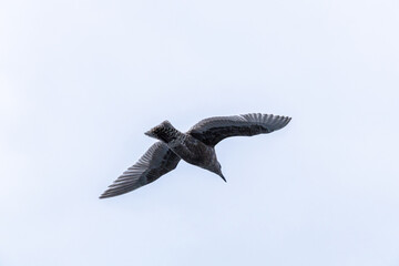 Gull Flying Gracefully Over Coastal Waters Under Clear Blue Sky