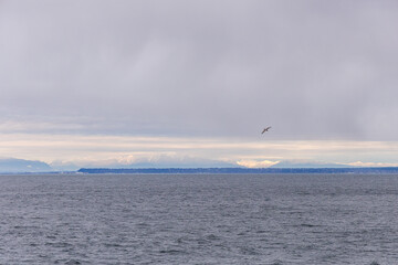 Scenic View of Ocean and Snow-Capped Mountains with a Seagull in Flight