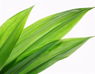 Obraz premium Vibrant Green Pandan Leaves Isolated for Culinary and Aromatic Use