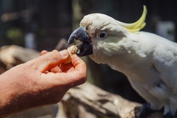 A person feeds a Sulphur-crested Cockatoo a peanut. Close-up interaction at a zoo. The Parrot Place, Kerikeri, Northland, NZ