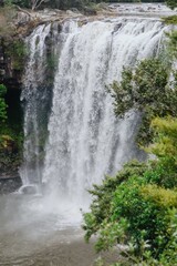 Fototapeta premium Powerful waterfall cascading down rocky cliff face, surrounded by lush green foliage. Nature's raw beauty. Rainbow Falls, Kerikeri, Northland, NZ
