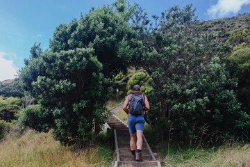Hiker ascends wooden stairs through lush pohutukawa foliage. Nature photography. Mahinepua Peninsula, Kaeo, Northland, NZ