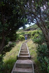 Fototapeta premium Hiker ascends wooden steps through lush pohutukawa forest. Nature trail. Mahinepua Peninsula, Kaeo, Northland, NZ
