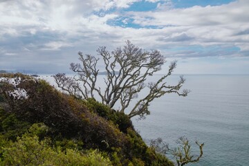 Coastal landscape with a large, lichen-covered pohutukawa tree overlooking a calm sea. Nature's beauty. Mahinepua Peninsula, Kaeo, Northland, NZ