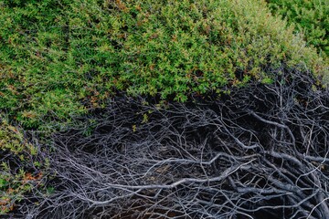 Intricate network of dead Manuka tree branches intertwined with vibrant green vegetation. Nature's resilience. Mahinepua Peninsula, Kaeo, Northland, NZ