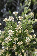 Close-up of delicate, clustered, cream-colored flowers on a green shrub. Nature's artistry. Mahinepua Peninsula, Kaeo, Northland, NZ