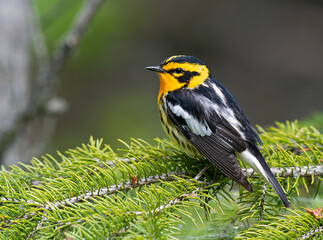 Fototapeta premium Blackburnian Warbler