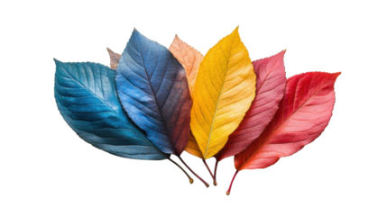 Autumn leaves on transparent background