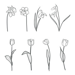 Set of vector hand drawn spring flowers. Tulips, snowdrops and daffodils line art