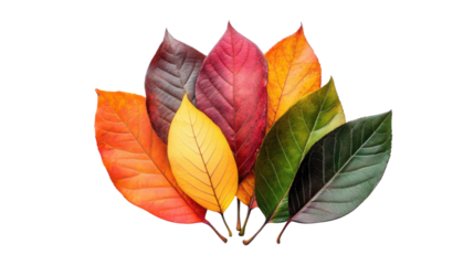 Autumn leaves on transparent background