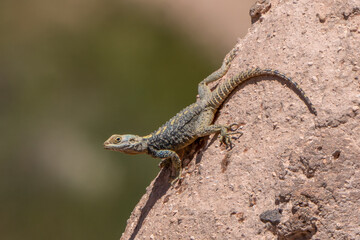 Turkey - Cappadocia - Red Valley - Starred Agama (Laudakia stellio)