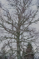 Wettstein