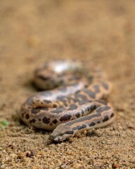 Eryx conicus near Sinharaja Forest, Sri Lanka