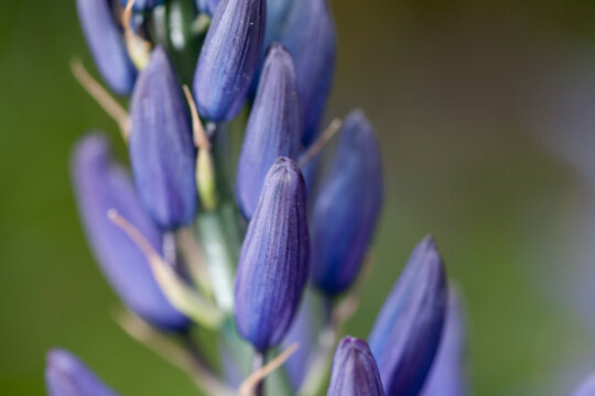 A close up image of a purple camas flower on Vancouver Island.