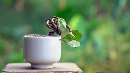 Mini Portia thespesia populnea tree. Selective focus on front leaves.