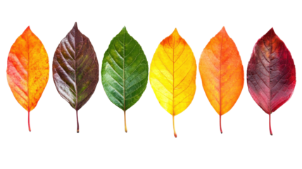 Autumn leaves on transparent background 
