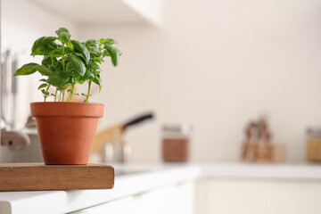 Fresh basil in pot on table in kitchen