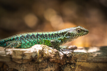 Jewel lizard (Liolaemus tenuis ) at Conguillío National Park, Chile