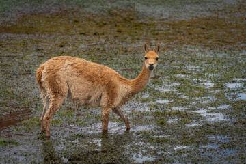 Vicuna (Lama vicugna) at San Pedro de Atacama, Chile
