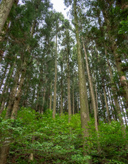 Obraz premium Lush green forest trees and foliage on a cloudy day. Photo taken in Boseong, South Korea