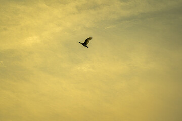 Flying Ibis against the sky at sunrise, Nambucca Heads, NSW, Australia