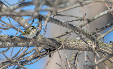 Gold-crowned kinglet perched in a tree.