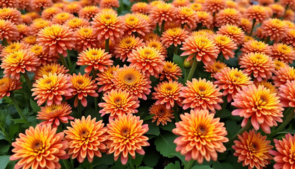 A dynamic floral wall filled with blooming chrysanthemums, daisies, and other wildflowers, bursting with radiant colors and natural beauty.