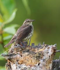 Northern Waterthrush Spring Migration in Alaska