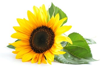 Obraz premium Beautiful sunflower isolated on white background