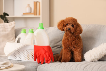 Cute Toy Poodle with cleaning supplies on sofa at home