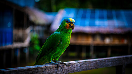 Obraz premium Amazon Parrot