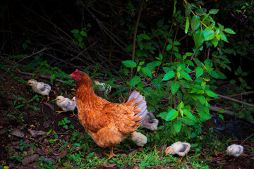 Hen and Chicks