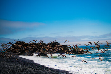 birds flying away at beach