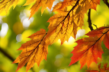 Obraz premium 雨上がりの紅葉