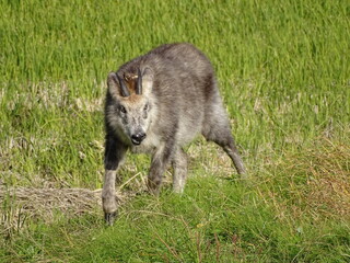 Obraz premium あぜ道を歩くニホンカモシカ