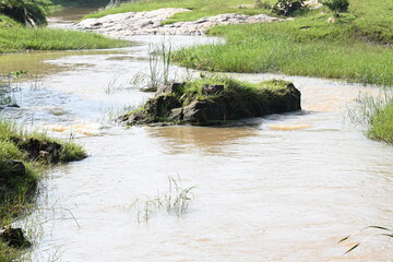 River water flowing through stones and rocks. Mountain river flows through green forest. Wild river flowing through the mountain.