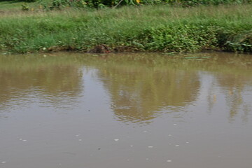 River water flowing through stones and rocks. Mountain river flows through green forest. Wild river flowing through the mountain.