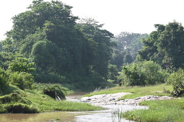 Obraz premium River water flowing through stones and rocks. Mountain river flows through green forest. Wild river flowing through the mountain.