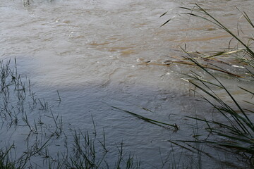 River water flowing through stones and rocks. Mountain river flows through green forest. Wild river flowing through the mountain.