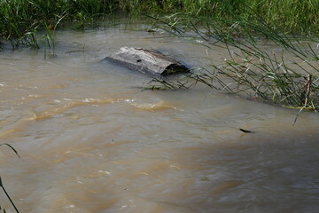 River water flowing through stones and rocks. Mountain river flows through green forest. Wild river flowing through the mountain.