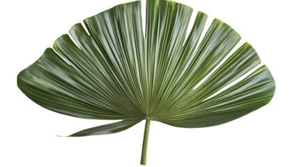 Tropical leaf on transparent background